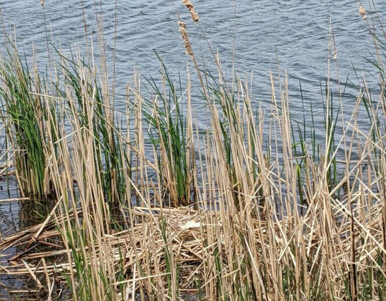 2022 is the first time we confirmed geese were nesting by the pond.