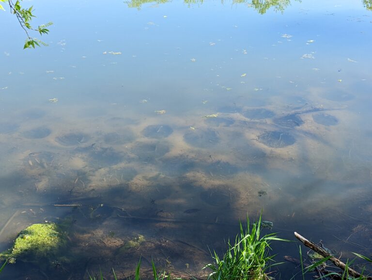 Spawning beds in the pod